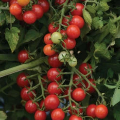 Candyland Red Tomato