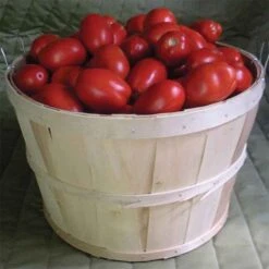 Plum Regal Hybrid Tomato