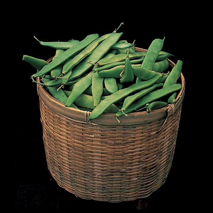 Roma II Italian Bush Bean 1 Roma II Italian Bush Bean