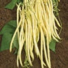 Monte Gusto Pole Bean