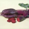 Taunus Hybrid Beet