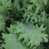 Bolshoi Red Russian Kale