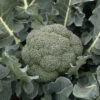 Godzilla Hybrid Broccoli
