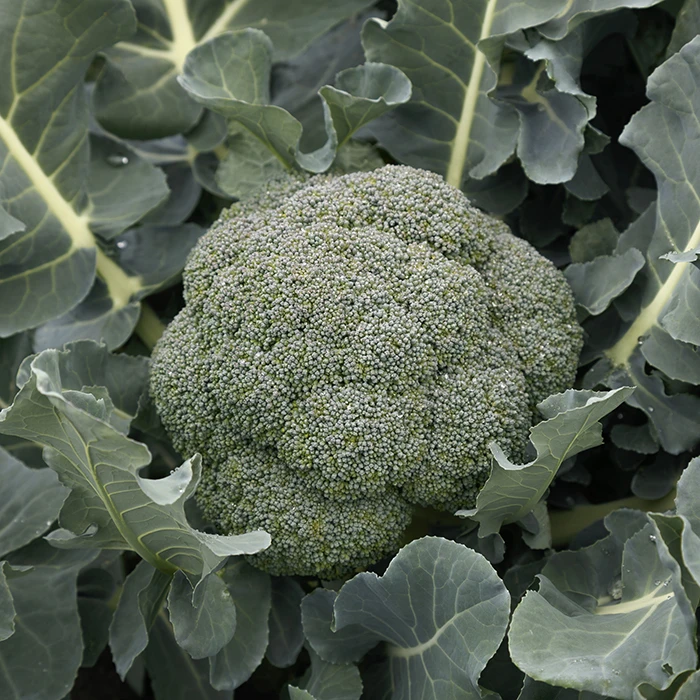 Godzilla Hybrid Broccoli 1 Godzilla Hybrid Broccoli
