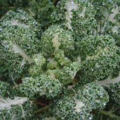 Casper Kale