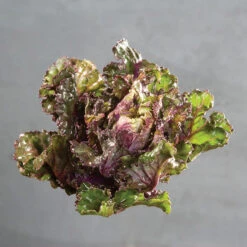 Autumn Star Kalettes&reg;
