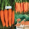 Carrot Sampler