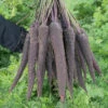 Purple Sun Hybrid Carrot