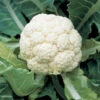 Amazing Cauliflower