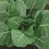 Flash Hybrid Collards