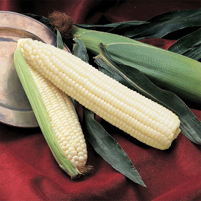 Silver Queen Hybrid Sweet Corn 1 Silver Queen Hybrid Sweet Corn