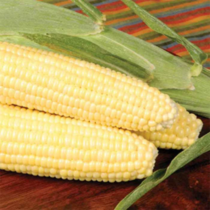 Bodacious Rm Yellow Hybrid Sweet Corn 1 Bodacious Rm Yellow Hybrid Sweet Corn