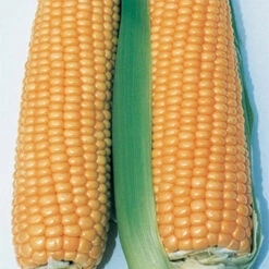 Illini Xtra-Sweet&trade; Hybrid Sweet Corn