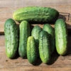Chicago Pickling Cucumber