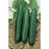 Sweet Slice Hybrid Cucumber