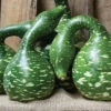Speckled Swan Gourds