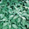 Sage Broadleaf