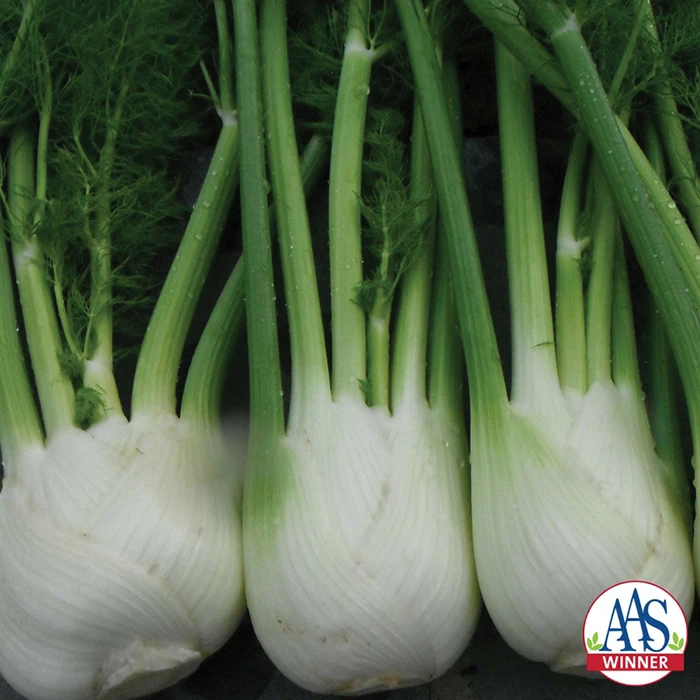 Antares Hybrid Fennel 1 Antares Hybrid Fennel