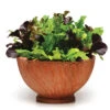 Various SimplySalad&trade; Alfresco Mesclun Mix