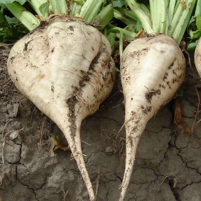 Buck Lunch Sugar Beet 1 Buck Lunch Sugar Beet