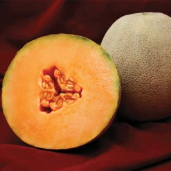 Avatar Hybrid Muskmelon Seed
