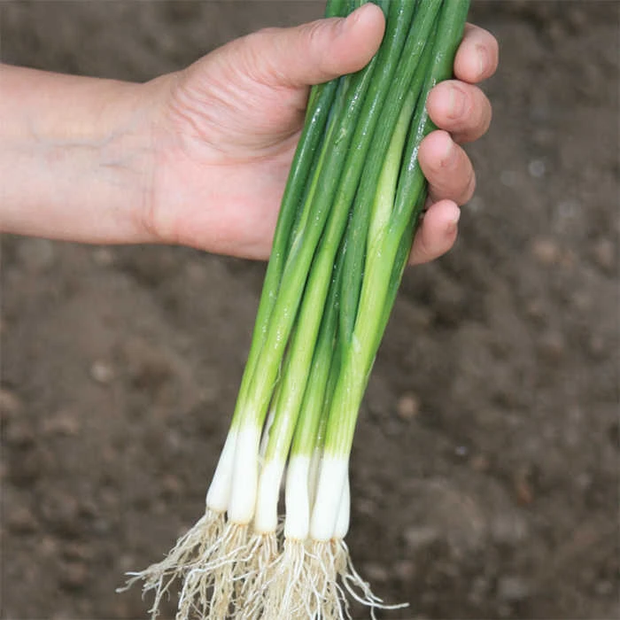 Guardsman Bunching Onion 1 Guardsman Bunching Onion