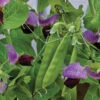 Little Snowpea Purple Hybrid