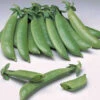 Sugar Daddy Snap Pea