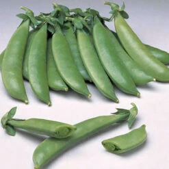 Sugar Daddy Snap Pea