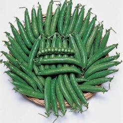 Maestro Garden Shelling Pea