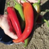Biggie Chile&trade; Hybrid Pepper