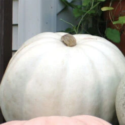 Crystal Star Pumpkin Hybrid