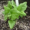 New Zealand Or Tetragonia Spinach