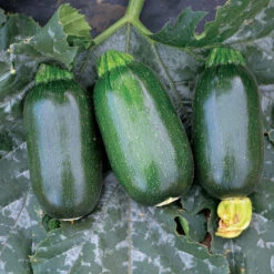 Green Griller Hybrid Squash