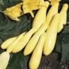 Superpik Hybrid Squash