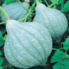 Maxima Baby Blue Hubbard Winter Squash