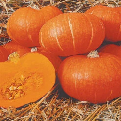 Maxima Sunshine Hybrid Winter Squash