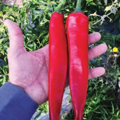 Durango Hybrid Pepper