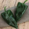 Trident Hybrid Poblano Pepper