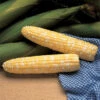Serendipity Triplesweet&reg; Bicolor Untreated Hybrid Sweet Corn