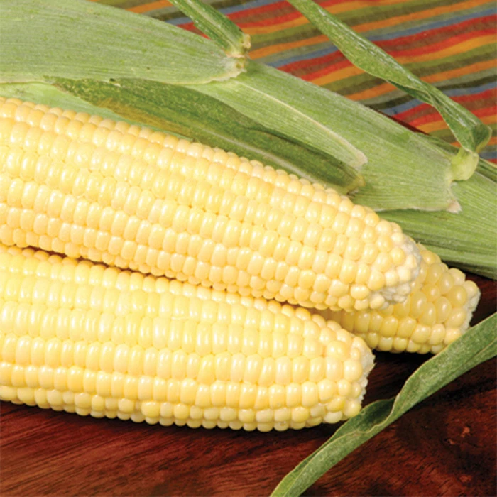 Bodacious RM Untreated Hybrid Sweet Corn 1 Bodacious RM Untreated Hybrid Sweet Corn
