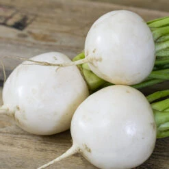 Tokyo Cross Hybrid Turnip