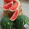 Cal Sweet Bush Watermelon