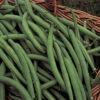 Organic Blue Lake 274 Bush Bean