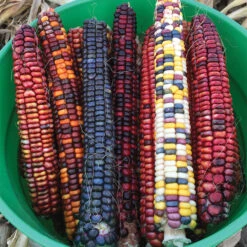 Organic Painted Mountain Ornamental Corn