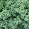 Darkibor Hybrid Organic Kale
