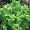 Black Seeded Simpson Organic Lettuce