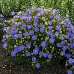 Rapido Blue Campanula