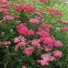 New Vintage&trade; Rose Yarrow