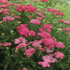 New Vintage&trade; Rose Yarrow